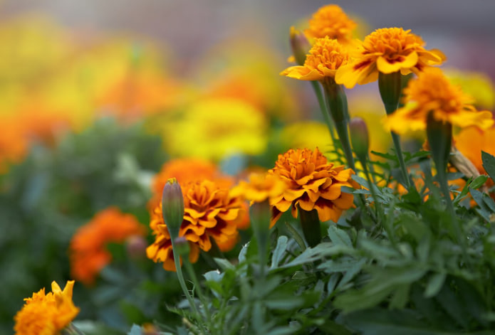 Красивые и полезные: несколько нюансов при посадке бархатцев — советы опытного садовода