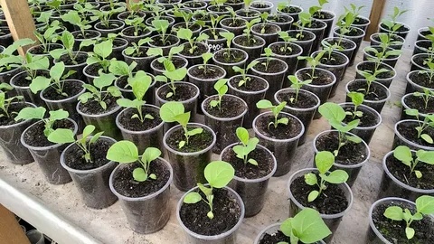 Зачем дачники замачивают семена в соде: копеечный способ обеззараживания рассады, о котором молчат магазины