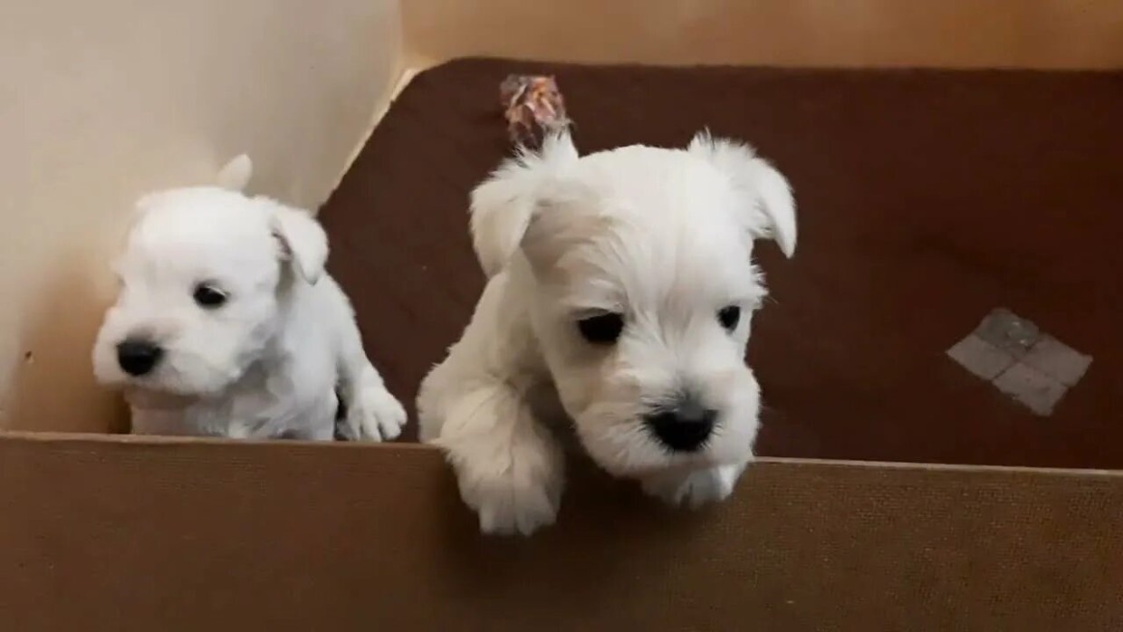 Девочка или мальчик: как понять, какого пола собака вам нужна — в чём их отличия