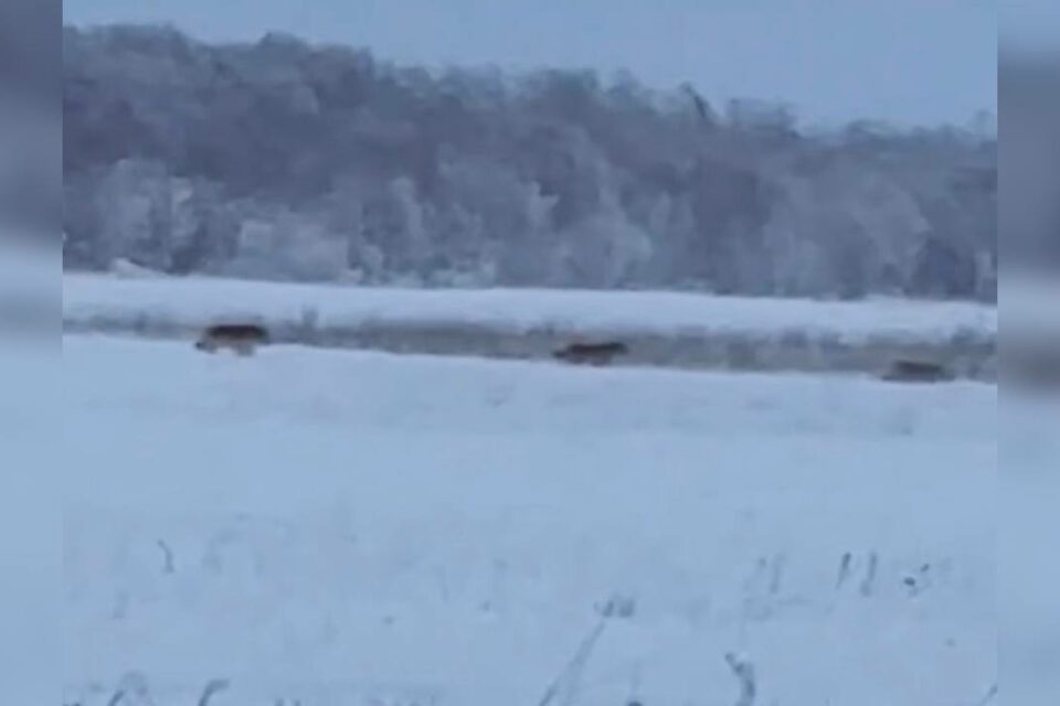 Минэкологии Якутии: на кадрах запечатлены не волки, а группа бездомных собак