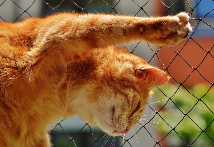 Гладишь — получаешь «кусь»: почему кошки кусают руку во время поглаживаний