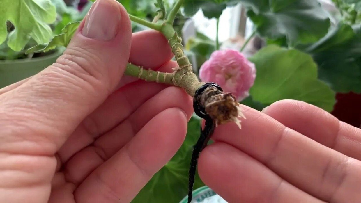 Герани этого не терпят: 3 ошибки новичка — и черенок не укоренится