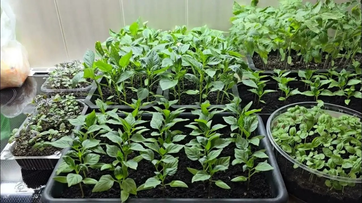 Рассада томатов не вытянется и не заболеет: зачем в феврале я иду в аптеку за аспирином