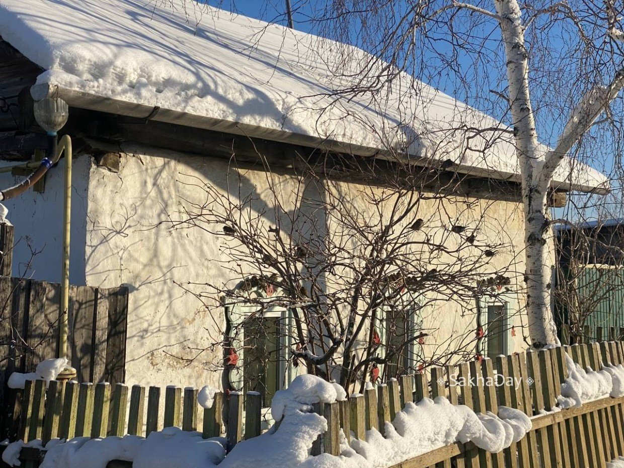 В России начнется перепись воробьев. В Якутии в том числе