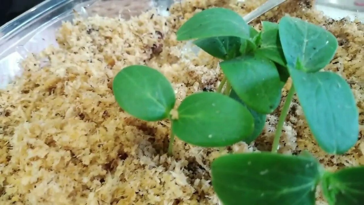 Насыпаю опилки в стакан — и больше не боюсь перелива: отличная профилактика чёрной ножки у рассады