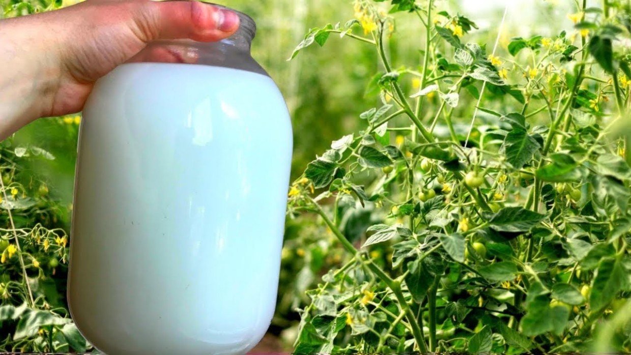 Палочка-выручалочка для вашего урожая: 1 секретный ингредиент — и фитофтора не страшна