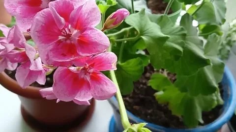 Пышная герань к маю: почему пеларгонию нужно обрезать именно в феврале и какой секретный раствор спасёт черенки