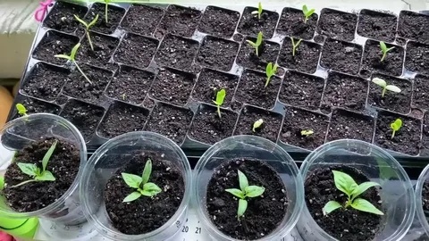 Перцы взойдут «лесом» уже через 5 дней: зачем я добавляю 2 капли перекиси в стакан с семенами