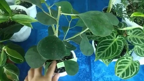 Хватит кормить цветы таблетками: 4 народных мифа, которые незаметно убивают ваши комнатные растения