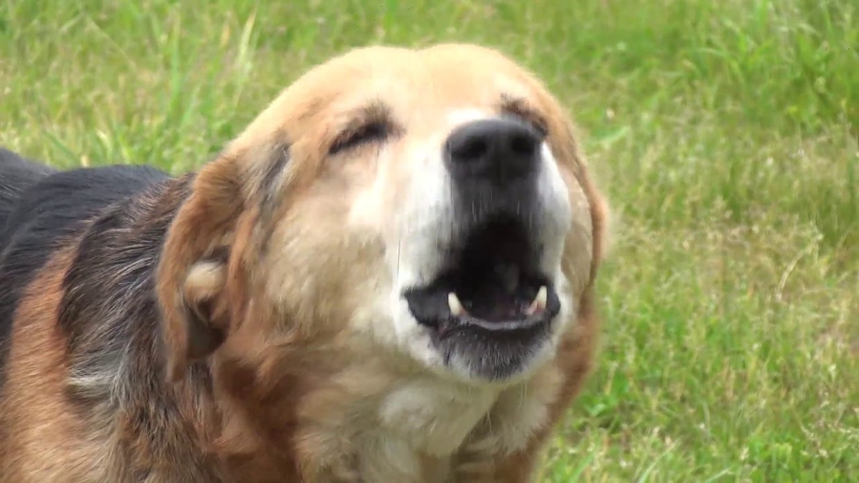 Прекратим бесконечный шум: как безопасно отучить собаку лаять — важные советы