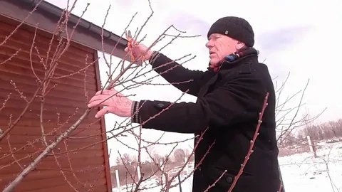 Не губите яблони: 4 критические ошибки при обрезке сада в феврале, которые оставят вас без урожая