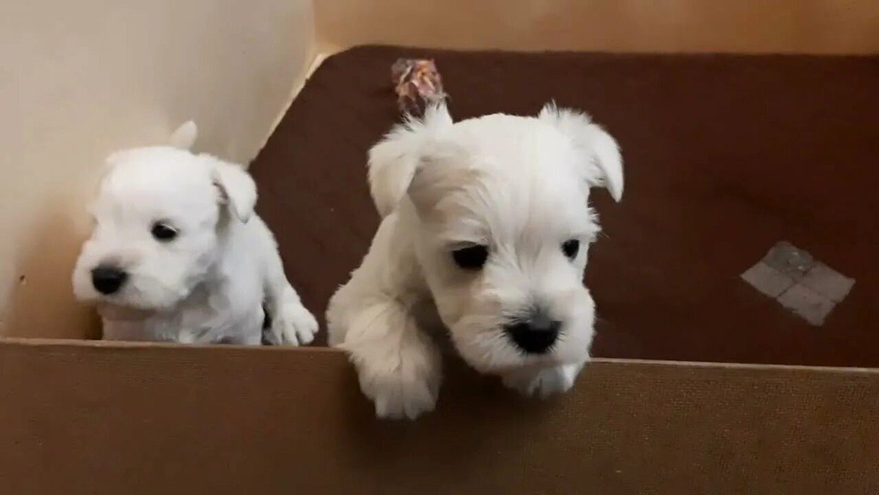 Девочка или мальчик: как понять, какого пола собака вам нужна — в чём их отличия