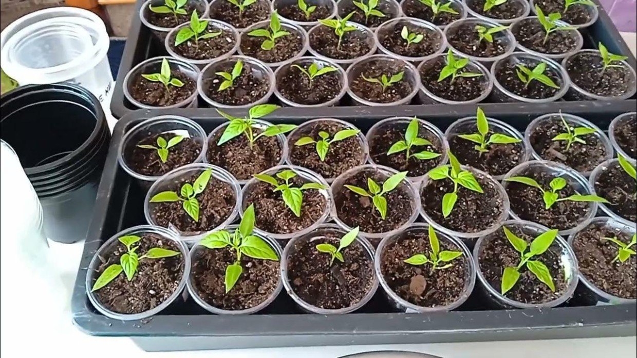 Загубила рассаду и не получила урожай: 5 ошибок, которые я совершила, будучи новичком — на этом спотыкаются все огородники