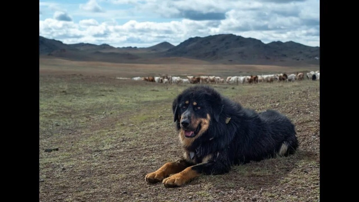 Легендарные степные собаки: как они защищали монголов — и какие поверья с ними связаны