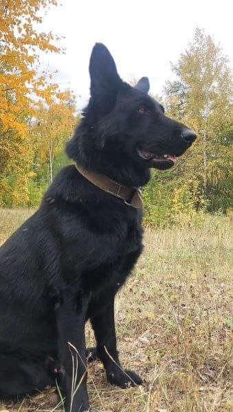 Арес – воспитанный «мужчина»