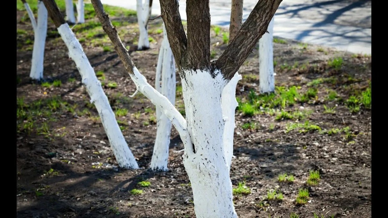 Белые стволы: для чего красят деревья в городе — и как это связано с войной