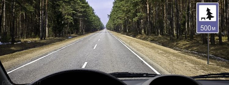 Лес и тишина, данная навек — романтика романтикой, а ПДД отдельно: 79% ошибок на экзамене