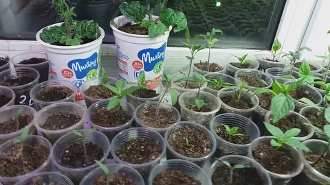 Хватит нянчиться с рассадой: почему «забытые» растения растут лучше и при чем тут метод стресса