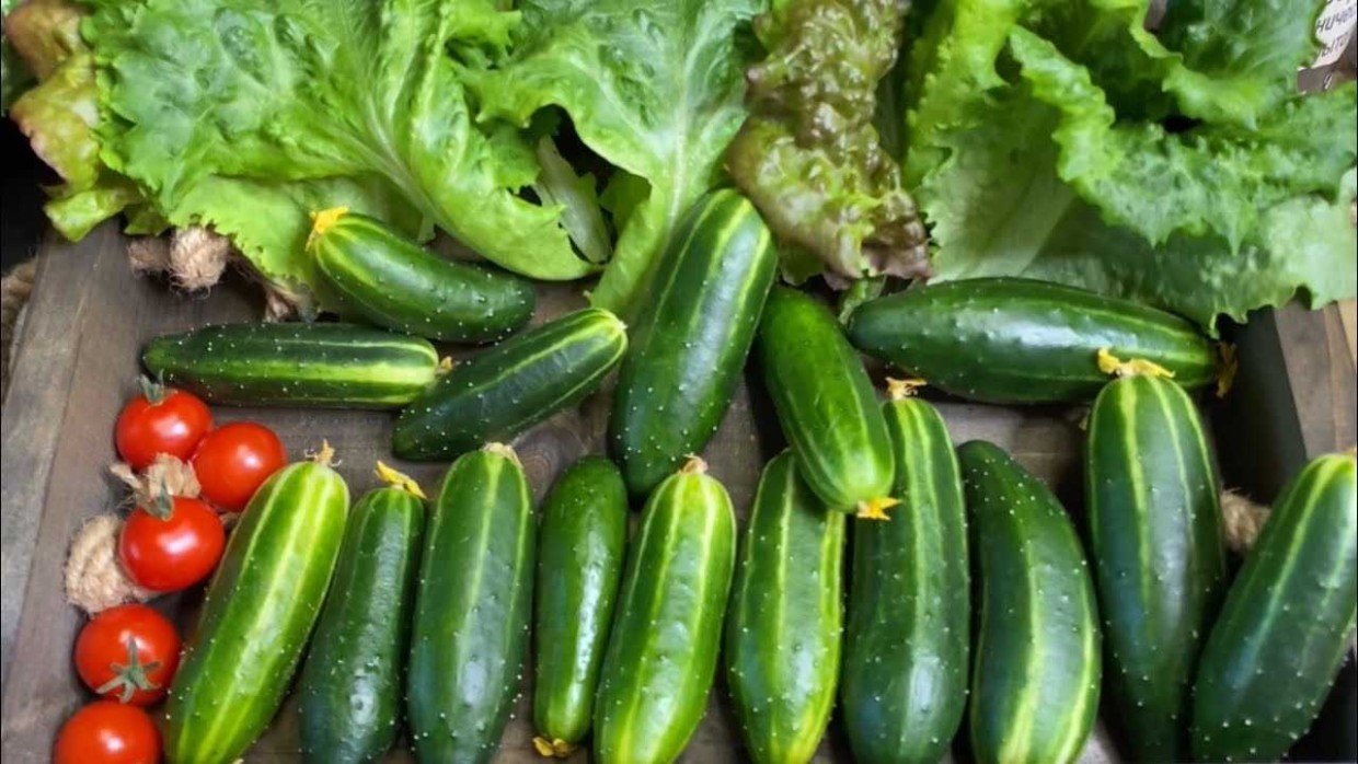 Чемпионы по урожаю: 3 проверенных сорта огурцов — не подводили ни разу