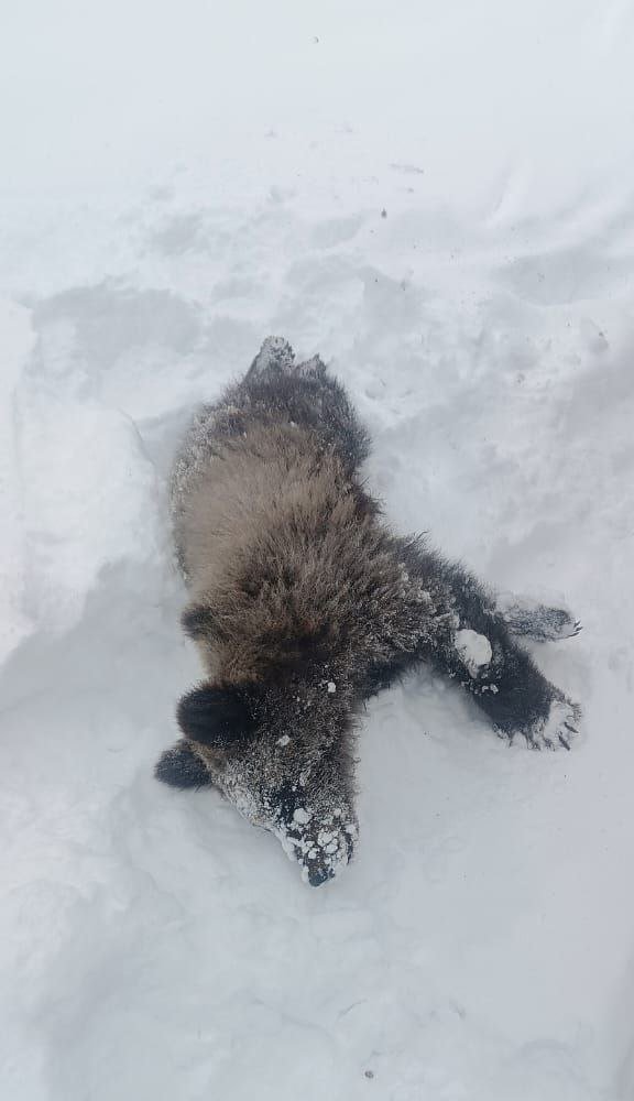 Фотофакт: Медвежонка застрелили в Момском районе