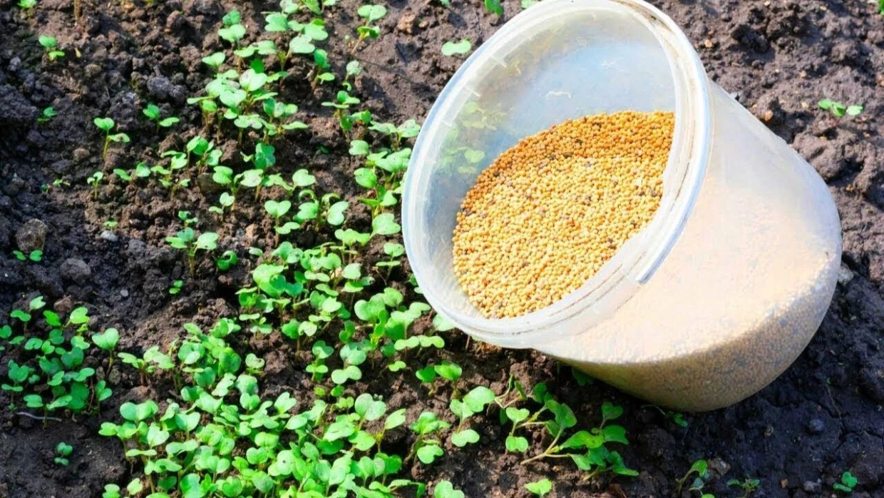 Холодный сезон — не пауза в садоводстве: закладываем плодородие с помощью обычных продуктов