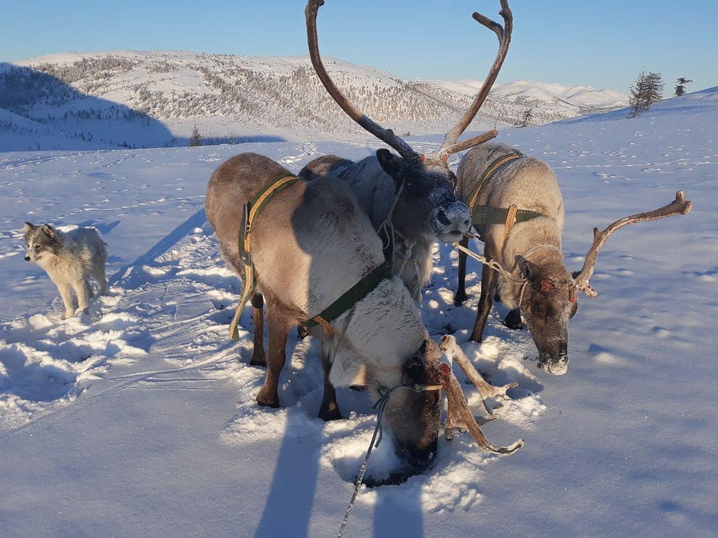 Путин подписал указ, передающий в собственность Якутии АО "Ючюгейское"