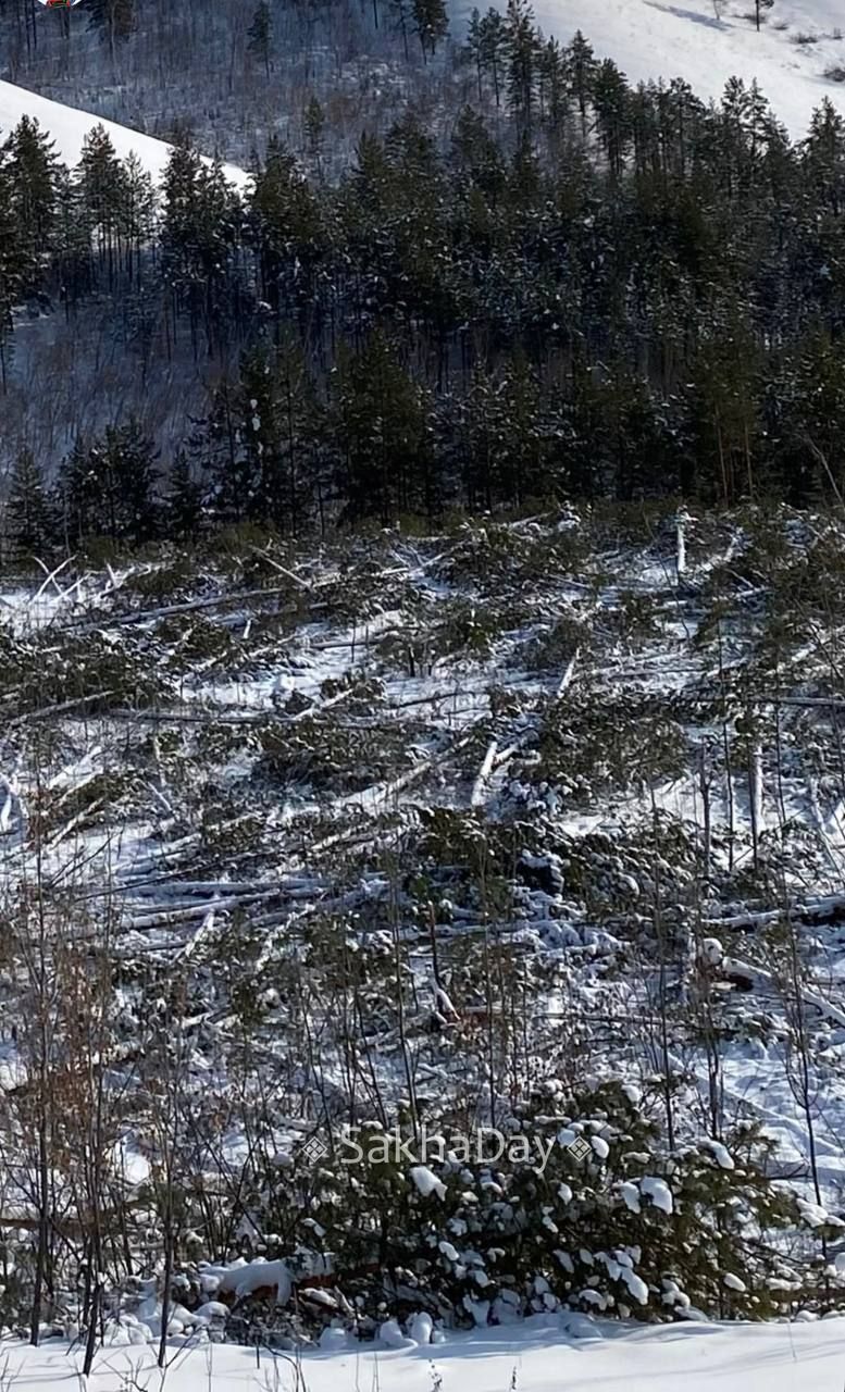 Туристы заметили вырубку леса у Птицефабрики. Минэкологии дало ответ