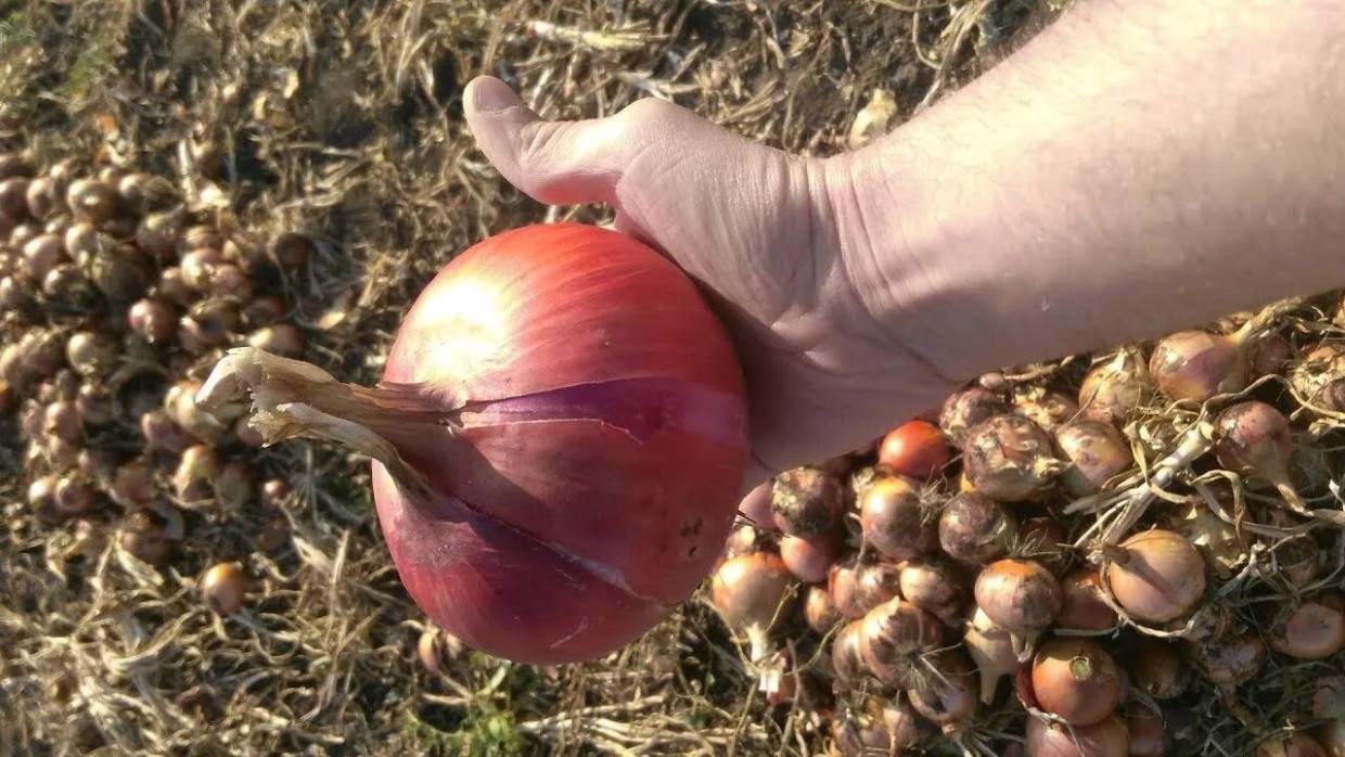Всего 1 ложка этого порошка — и лук вырастает крупным и сочным: секретная подкормка, которая есть в каждой печке