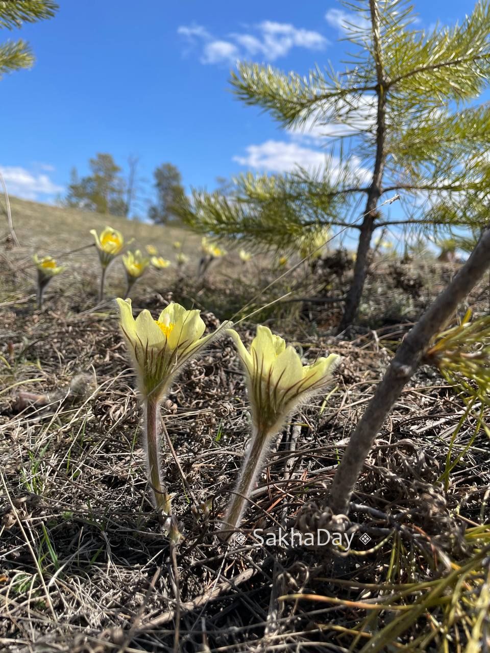 За сорванные подснежники россиянам может грозить срок