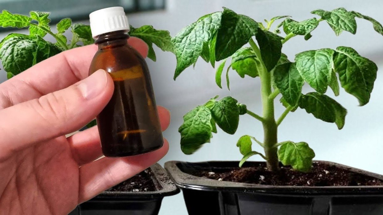 3 подкормки — и рассада будет мощнейшей: проверенная схема на весну для томатов