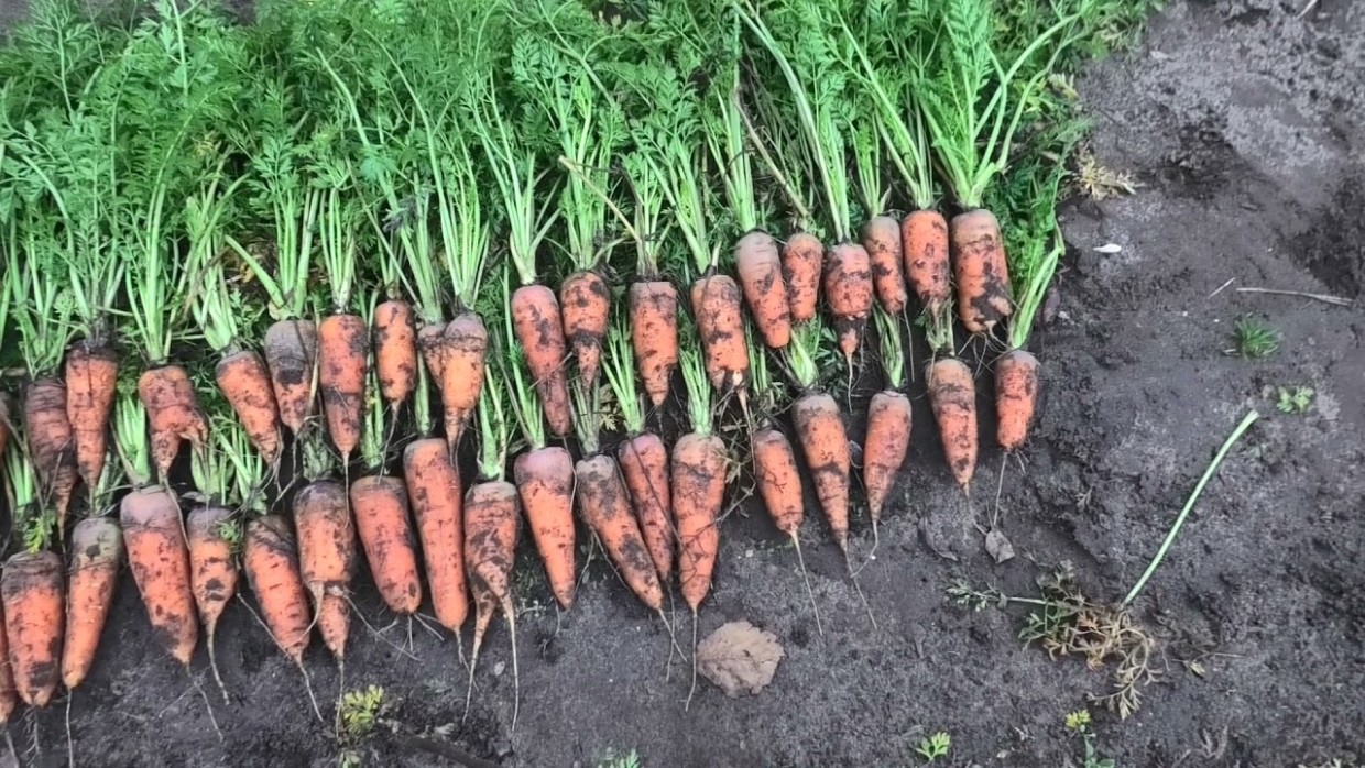 Крупная, сочная, без разветвлений: как вырастить идеальную морковь — помогут 2 копеечных средства