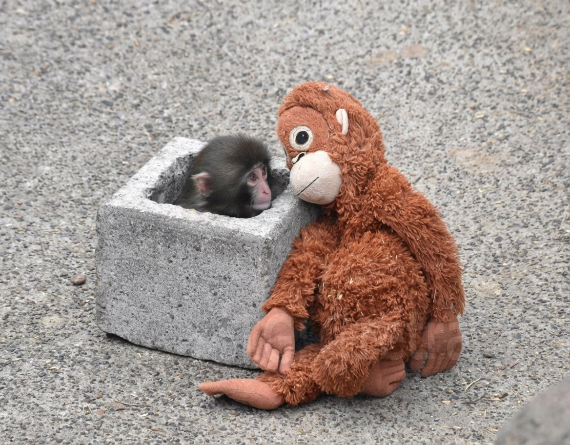 Якутянка еще раз навестила обезьянку Панчи