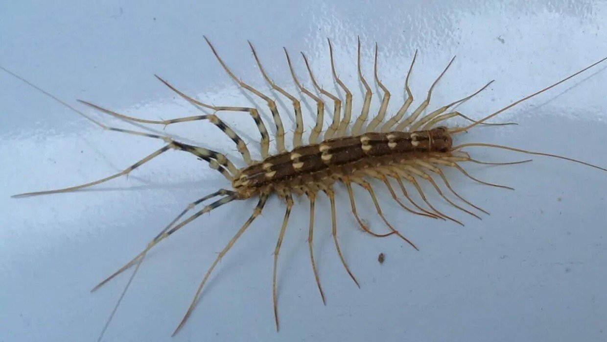 «Длинноногое усатое чудище»: сильно ли страшна мухоловка — и надо ли её убивать