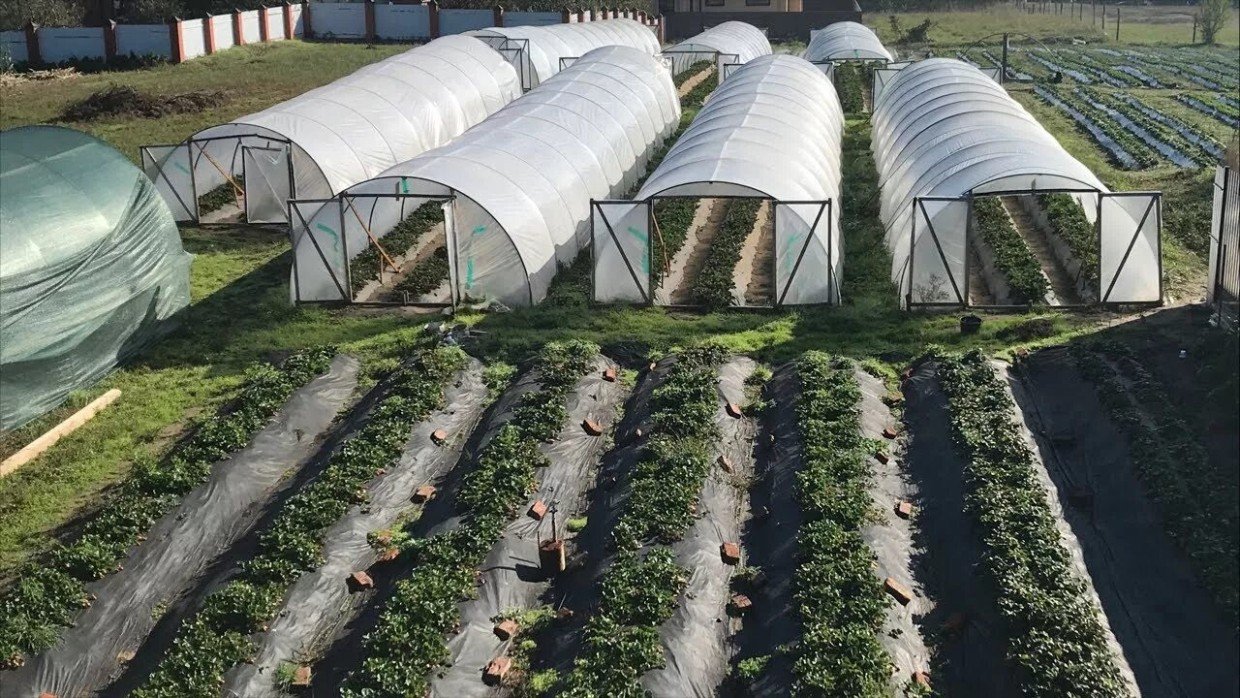 Парник в огороде: 3 самые распространённые ошибки — их совершает каждый третий дачник