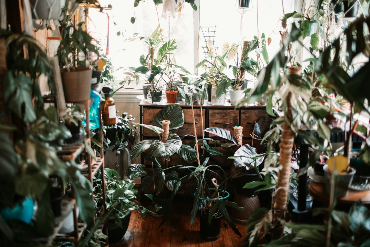 Если рассада опять тонкая — хватит терпеть этот зеленый беспредел, ловите метод Митлайдера, и ваша рассада будет спасена