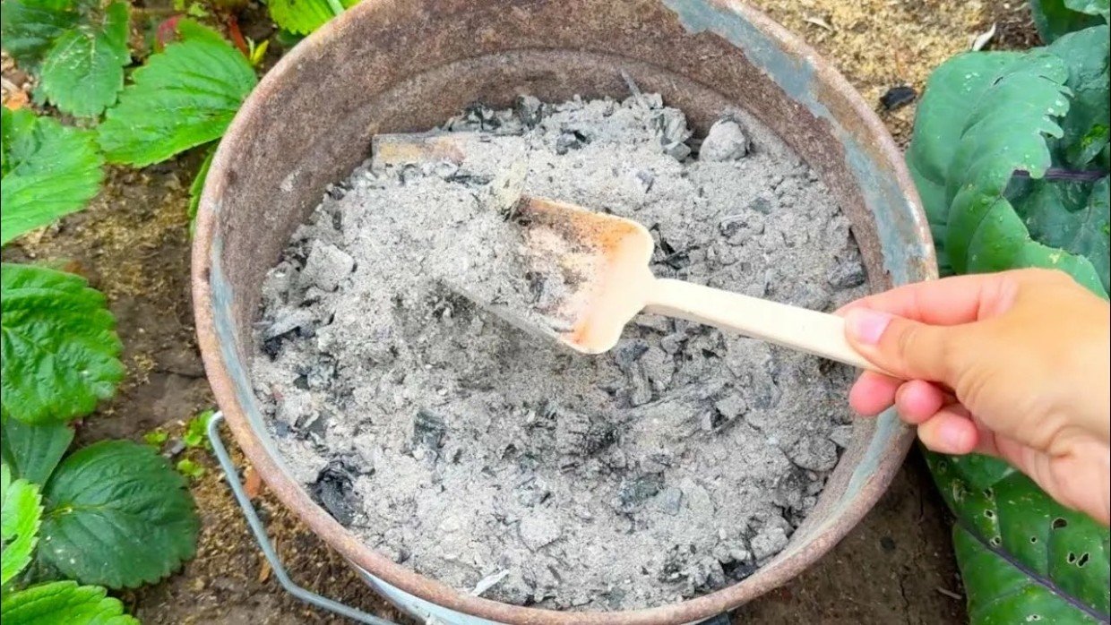 Не сыпьте золу под эти растения: 5 культур, которые могут погибнуть от популярного удобрения