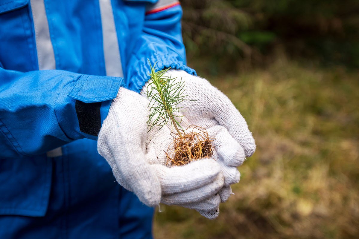 В Якутии высадили морозоустойчивые ели и сосны