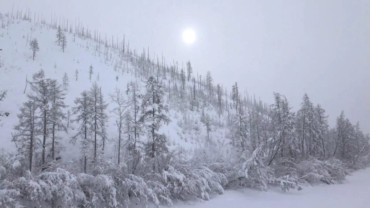 Удивительное явление природы: почему в Якутии деревья зимой зелёные