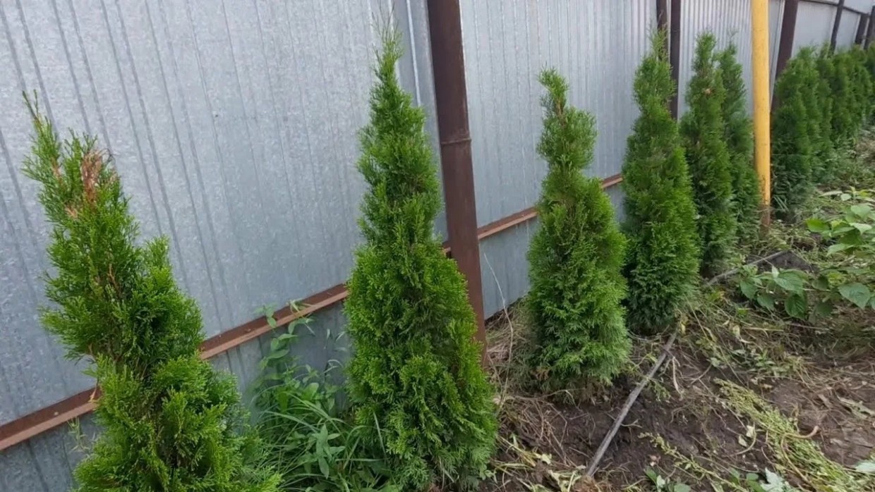 Почему туи желтеют весной: 5 простых шагов, которые спасут ваш сад от солнечных ожогов