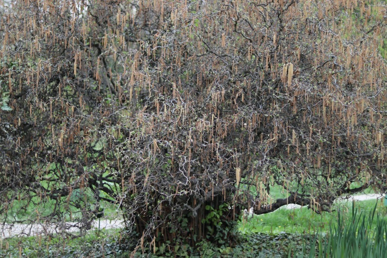 Дерево дереву рознь — уничтожить нежелательные стволы и поросль навсегда можно дешево, быстро и без особых приспособлений