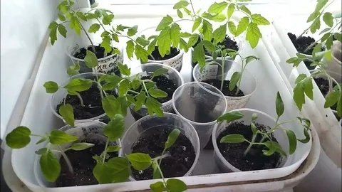 Томаты пойдут в рост как на дрожжах: зачем опытные дачники кладут ржаные сухари в лунку при посадке