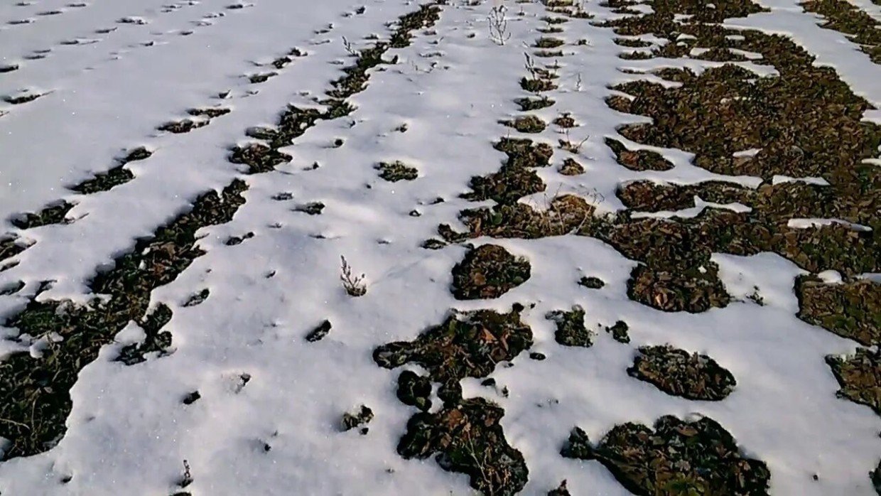 Снежная зима — не защита, а угроза для огорода: почему с такой погодой вероятность нашествия насекомых выше