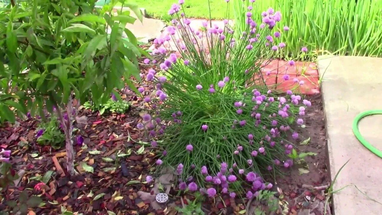 Сеем в марте — и любуемся всё лето: 3 цветка, которые уже пора сажать