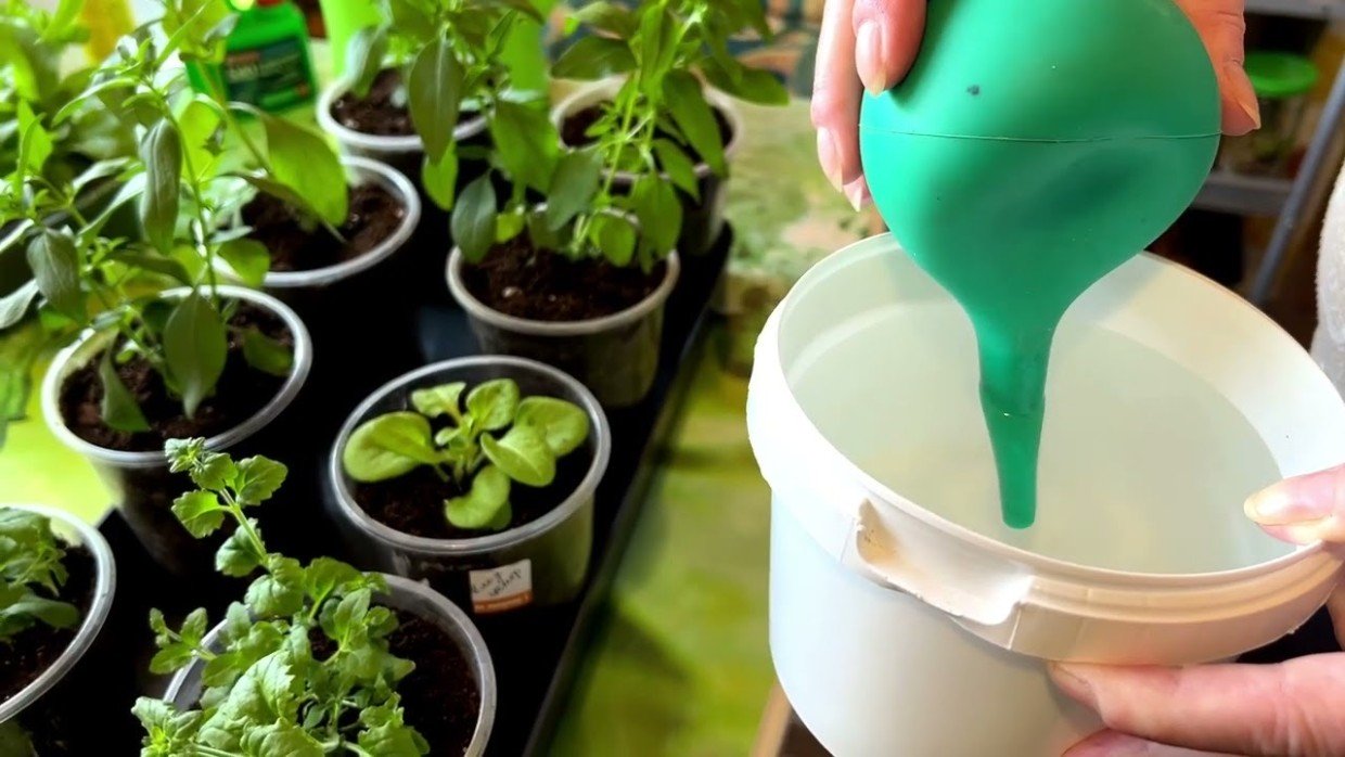 Вы сами губите рассаду: 1 банальная ошибка при поливе — на неё попадаются все огородники