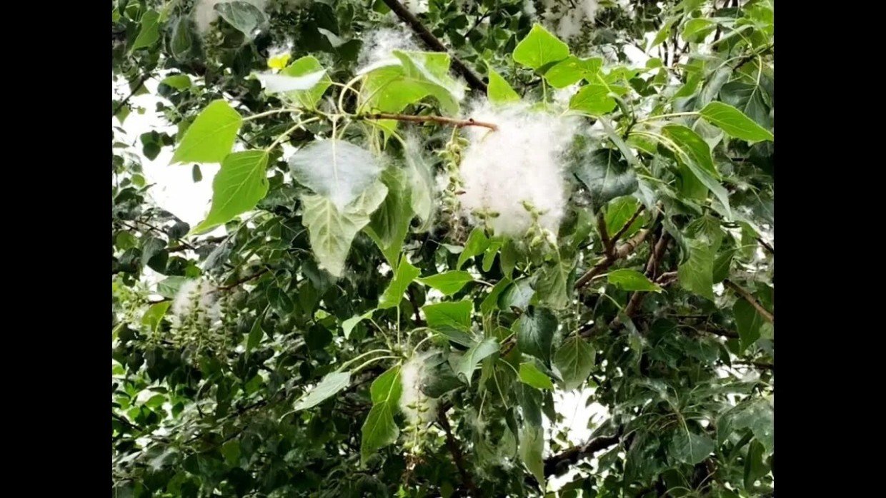 «Тополиный пух, жара, июль»: почему во времена СССР для озеленения выбрали именно тополь