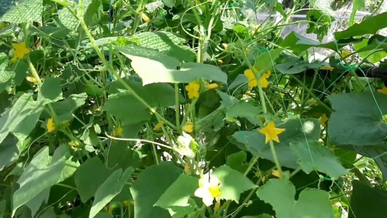 5 шагов к сочным плодам: что нужно огурцам для большого урожая — простая инструкция