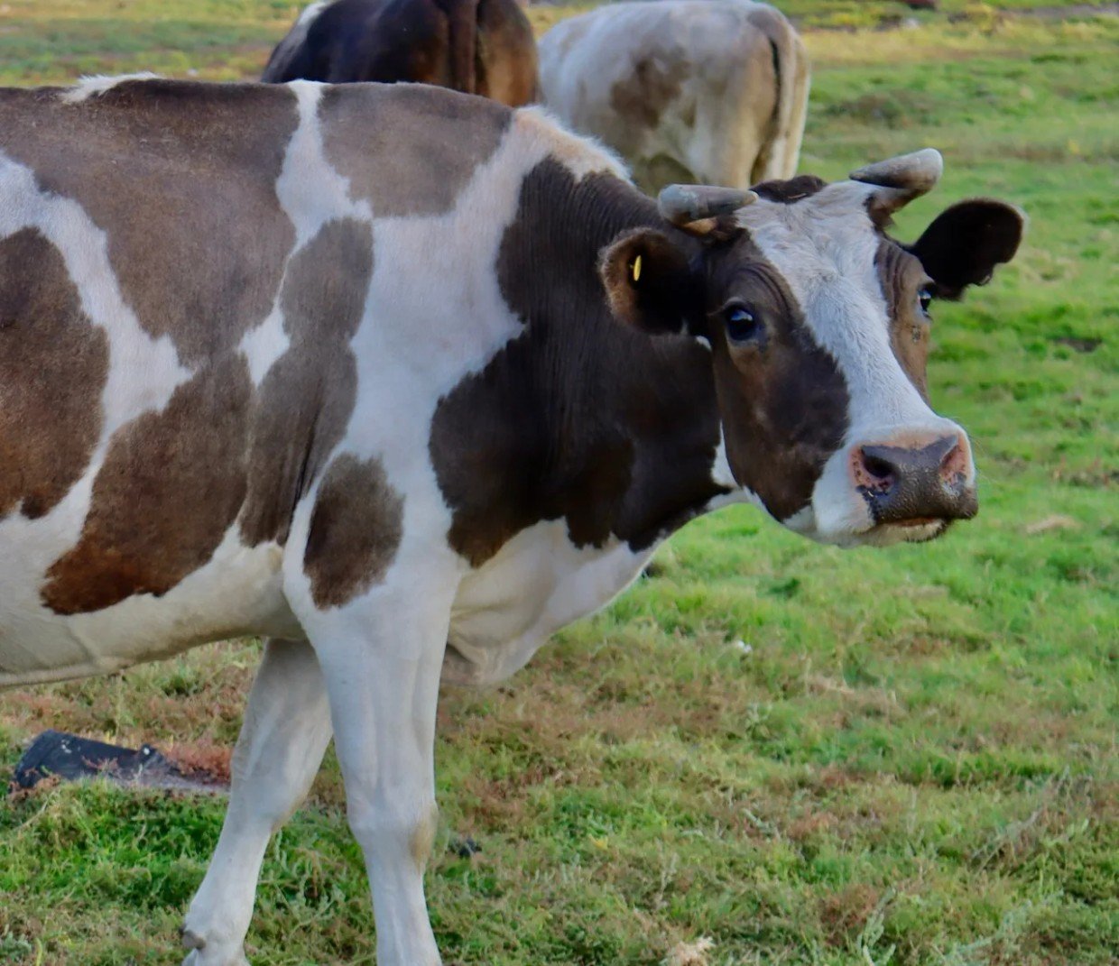 В Якутии в одной из частных ферм был выявлен пастереллез