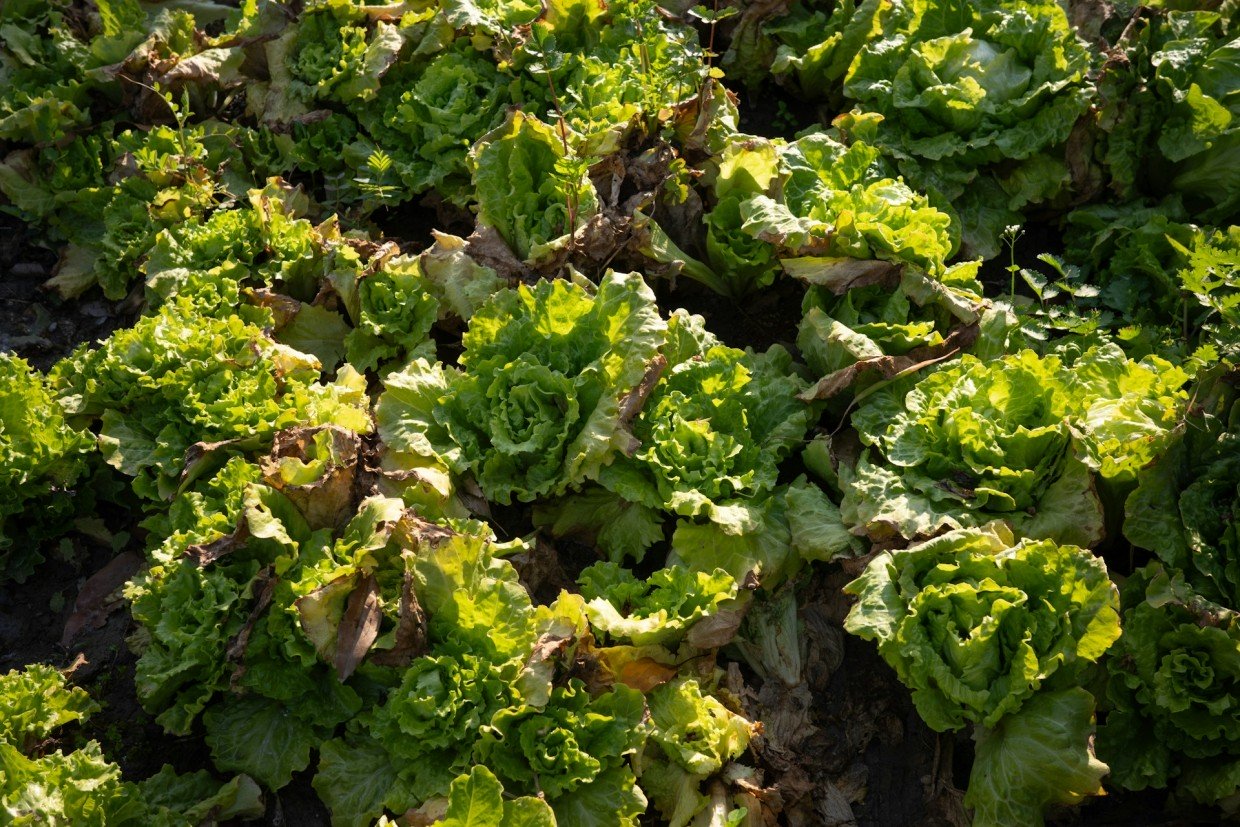 Не разлей вода — рассада выживет и окрепнет, если поливать ее правильно