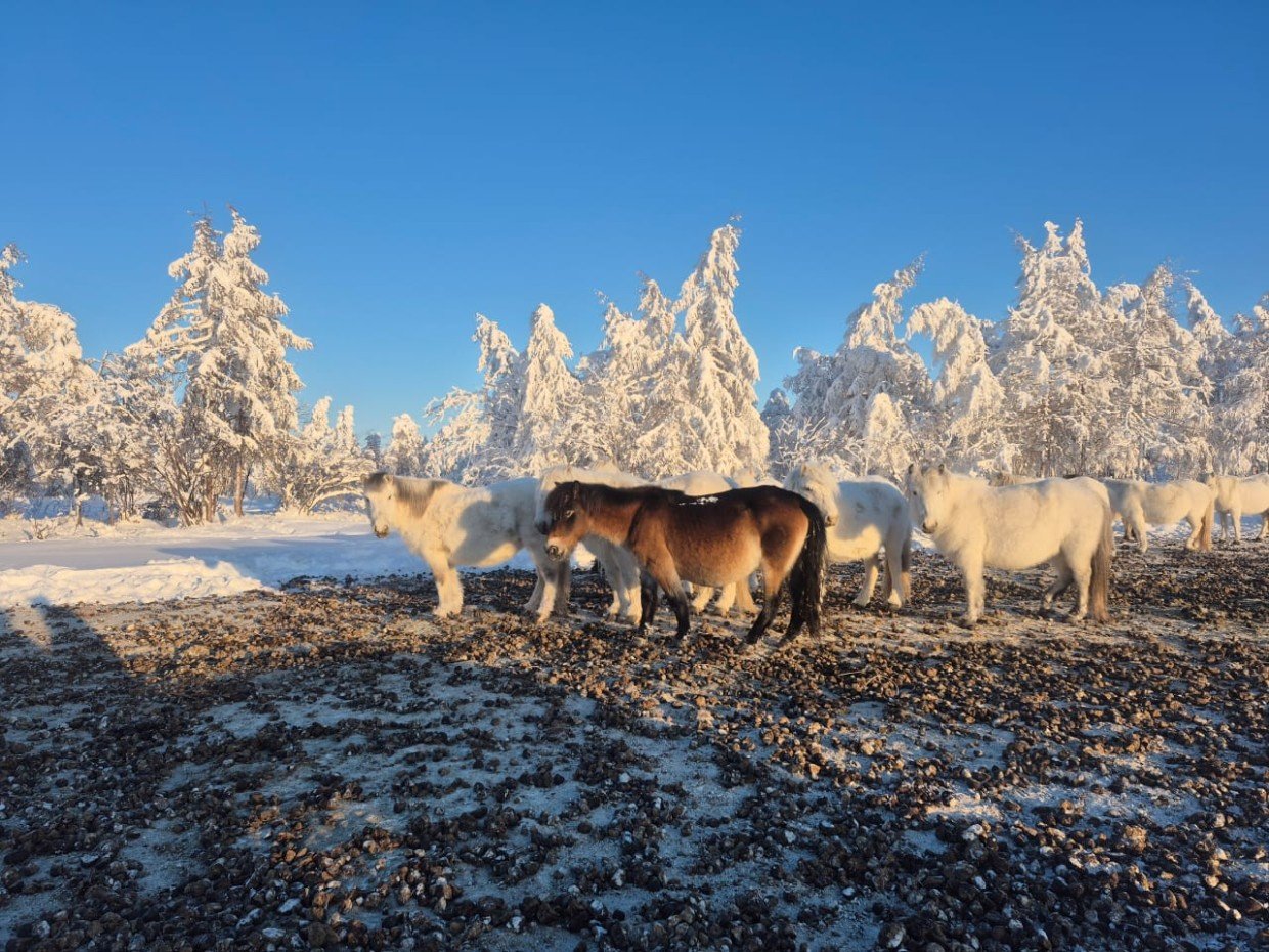 В Абыйском улусе три села ввели ЧС из-за смертельного для лошадей снега
