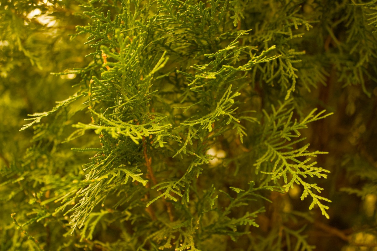 Аж любо-дорого взглянуть — восстанавливаем пышность и иммунитет туи после зимы, рекомендации эксперта